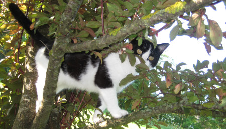 katze auf dem Baum